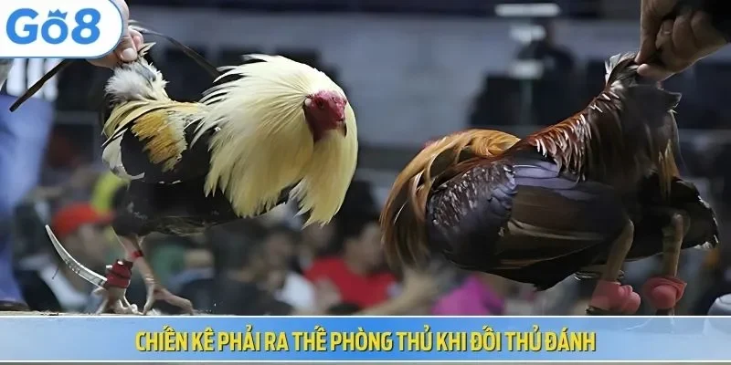 Chiến kê phải ra thế phòng thủ khi đối thủ đánh