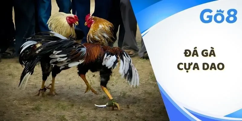 đá gà cựa dao