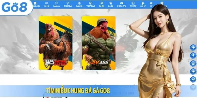 Tìm hiểu chung đá gà Go8